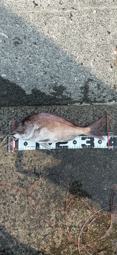 マダイの釣果