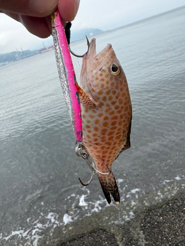 オオモンハタの釣果