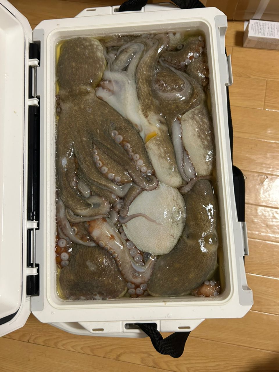 タコ