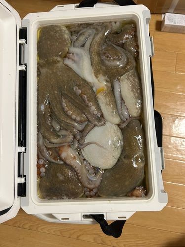 タコの釣果
