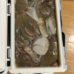 タコ