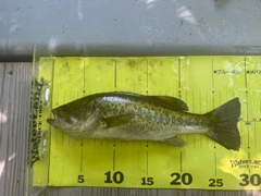 ラージマウスバスの釣果