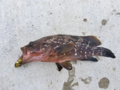 キジハタの釣果