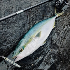 メジロの釣果