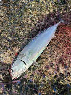 ソウダガツオの釣果