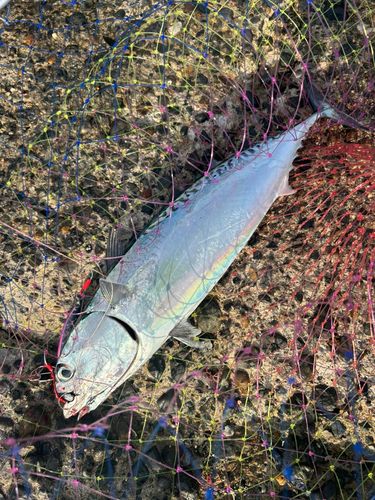 ソウダガツオの釣果