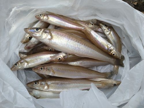 シロギスの釣果