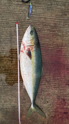 ワラサの釣果