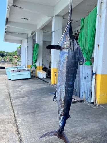 クロカジキの釣果