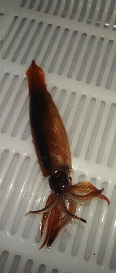 ムギイカの釣果