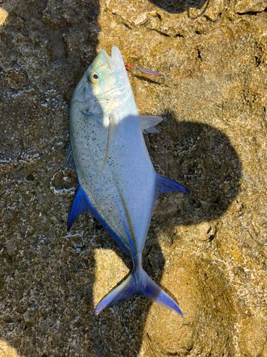 カスミアジの釣果