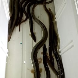 ウナギ