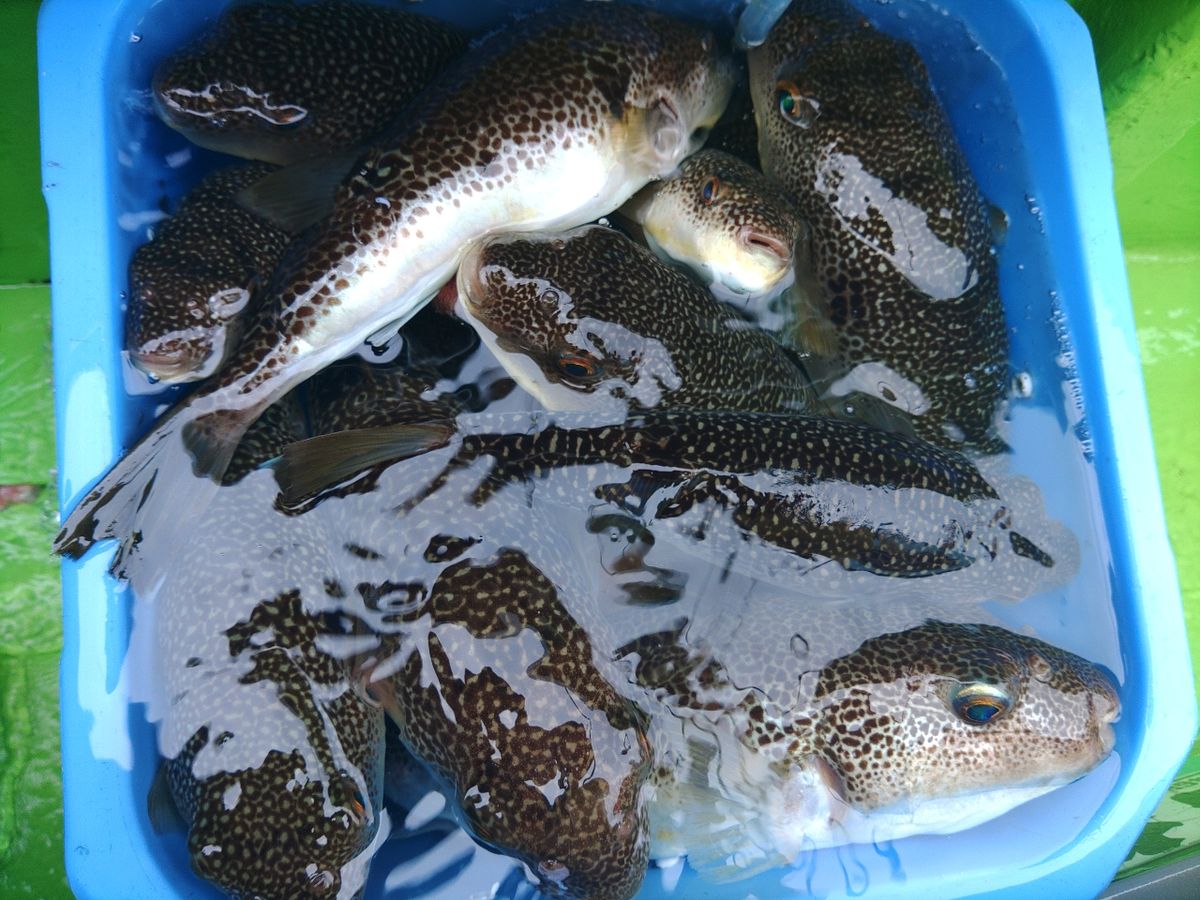 メタラーさんの釣果 3枚目の画像