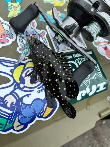 ハクテンハタの釣果