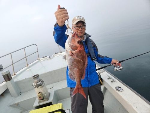 マダイの釣果