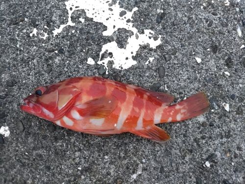 アカハタの釣果