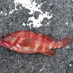 アカハタ