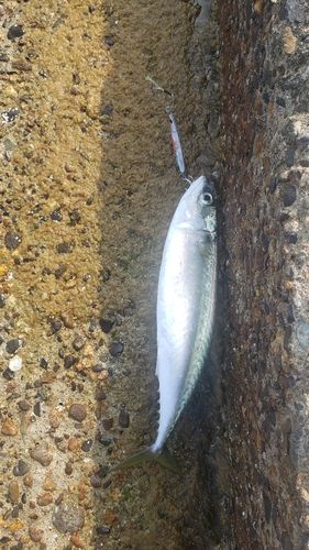 サバの釣果