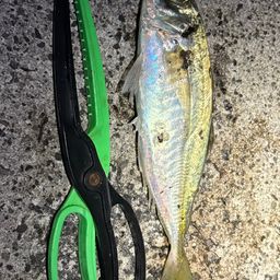 アジ