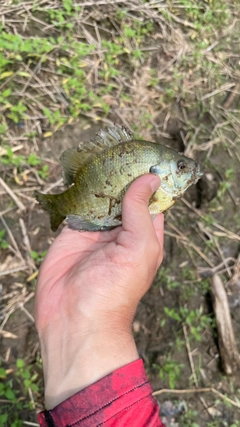 ブルーギルの釣果