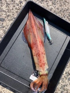 ケンサキイカの釣果