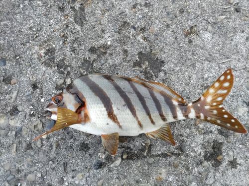 タカノハダイの釣果