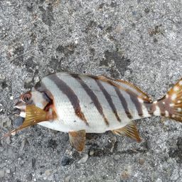 タカノハダイ