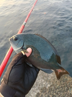 メジナの釣果