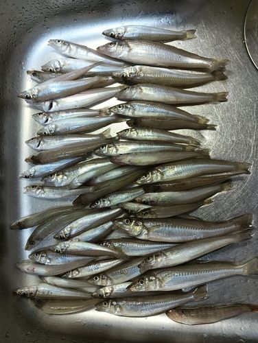 キスの釣果