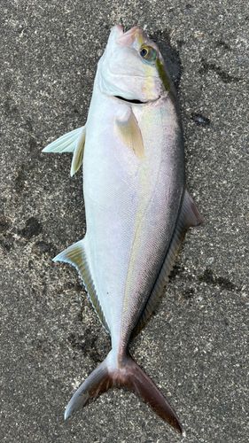 カンパチの釣果