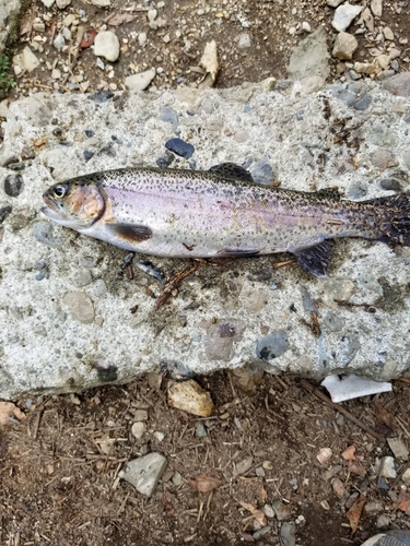 ニジマスの釣果