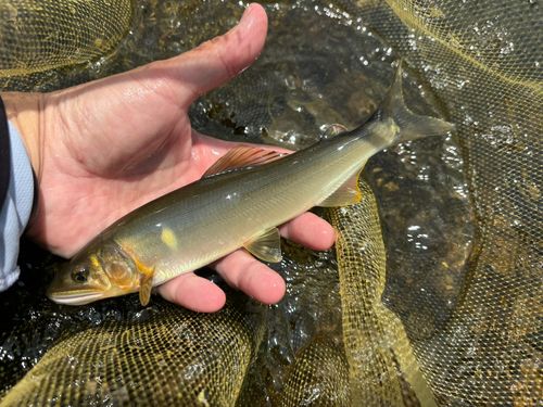 アユの釣果