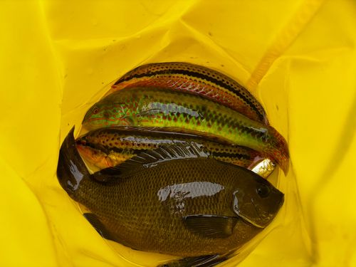 ベラの釣果