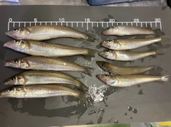 キスの釣果