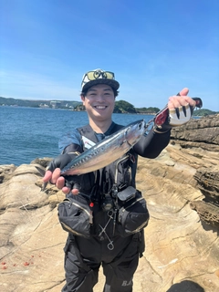 マルソウダの釣果