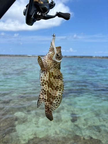 オオモンハタの釣果