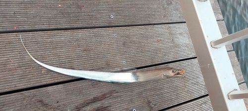 タチウオの釣果