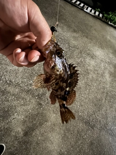 カサゴの釣果