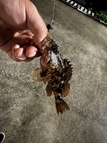 カサゴの釣果
