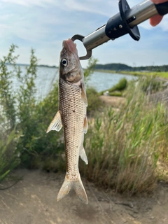 ニゴイの釣果