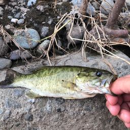 スモールマウスバス