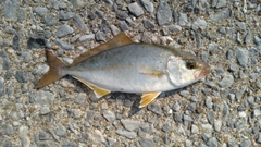 ネリゴの釣果