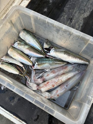 ケンサキイカの釣果