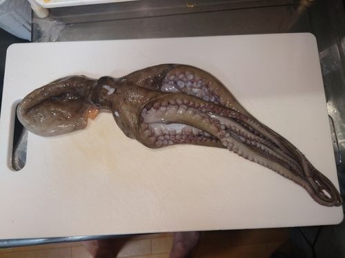 タコの釣果