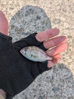 タイの釣果