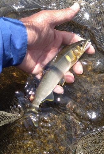 アユの釣果