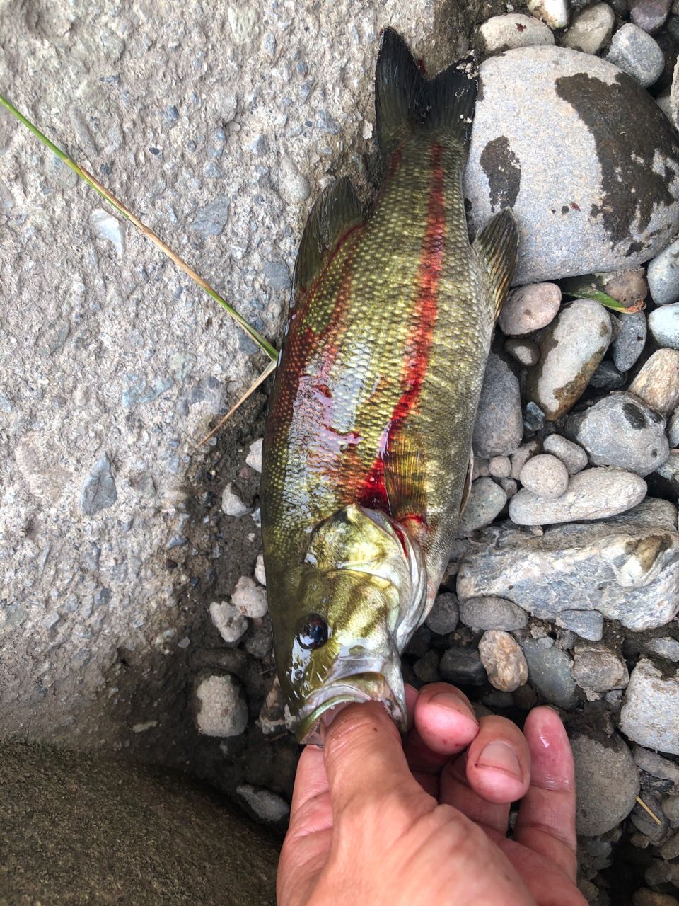 スモールマウスバス