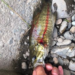 スモールマウスバス