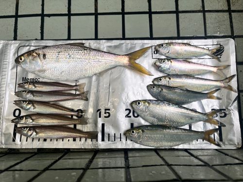 シロギスの釣果
