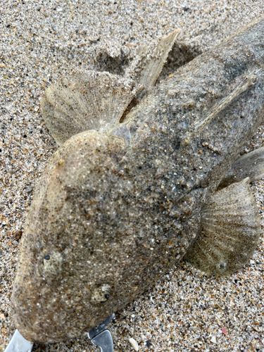 マゴチの釣果